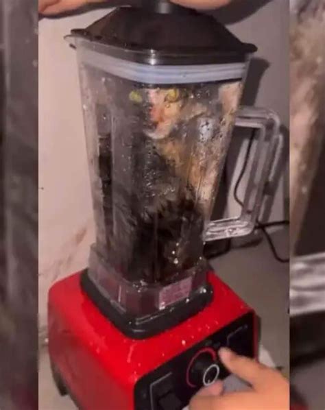 cat in blender video twitter|Twitter Autofilled Searches to Animal Cruelty Videos: Report